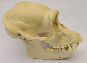 profile of chimpanzee skull