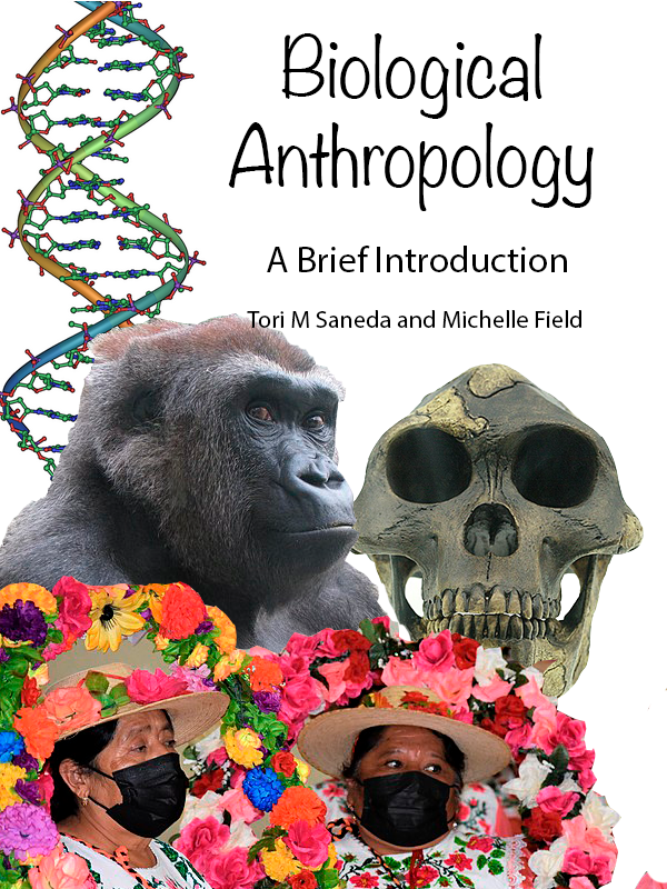 Cover image for Biological Anthropology: A Brief Introduction