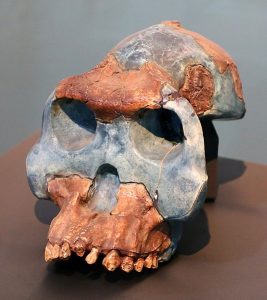 photo of reconstructed Australopitheus garhi cranium