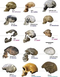 side by side comparison of hominin skulls