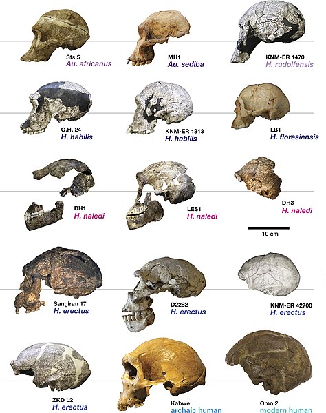 Proto- and Early Hominins – Biological Anthropology: A Brief Introduction