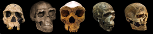 compilation of genus Homo skulls