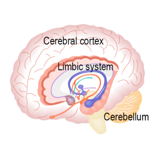 Diagram of human brain identifying the cerebral cortex, limbic system, and cerebellum