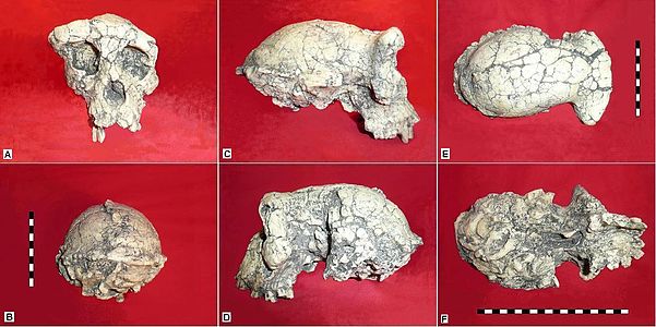 6 different views of Sahelanthropus skull; on red background