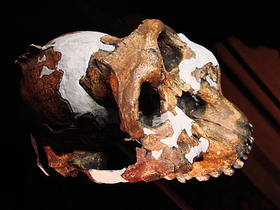 photo of reconstructed Paranthropus boisei cranium