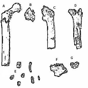 drawing of Orrorin leg bones and other small bones