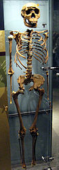 photo of reconstructed Homo erectus skeleton (Turkana Boy)