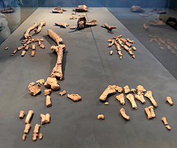 photo of fossil remains of Ardipithecus ramidus