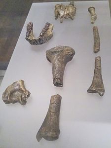 photo of Australopithecus anamensis fossils, including some leg bones and mandible