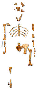 reconstruction of Australopithecus afarensis fossils