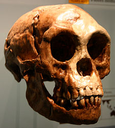 photo of reconstructed Homo floresiensis cranium