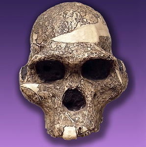 photo of Australopithecus africanus skull