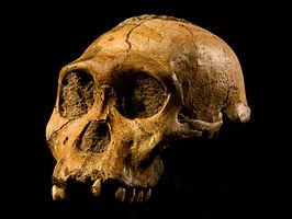 photo of reconstructed Australopithecus sediba cranium