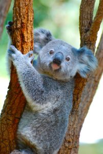 photo of a koala bear in a tree