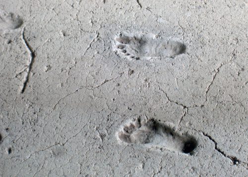 Photograph of ancient footprints preserved in mud