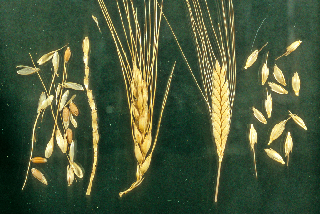 Five different kinds of wheat, on stalk and hulled.