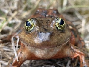 Oregon Spotted Frog in a close up view.