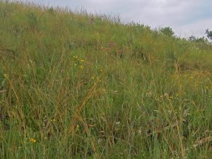 Native grassland on a hillside