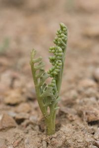 Skinny moonwort (Botrychium lineare), a very small, rare, fern.