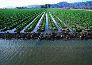 A field in Arizona under flood irrigation.