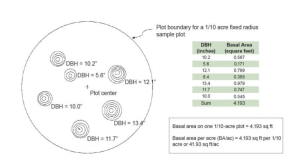 Illustration of how per acre basal area can be calculated for seven trees in a 1/10-acre sample plot. Each stump is labeled with its DBH