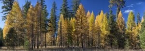 Young larch trees turning golden in autumn under a dark green Ponderosa pine canopy.