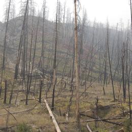 A burned slope in Montana.