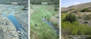 A stream in Nevada protected by fencing and the progression of its vegetation over 26 years.