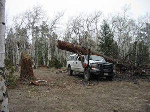 A large pine tree crushing a white Ford pickup with a topper.