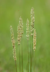 Prairie junegrass against a green backdrop