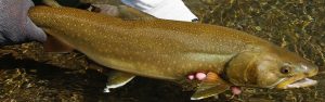 Large Bull Trout in Montana showing typical light spotting on a darker body with large head and mouth.