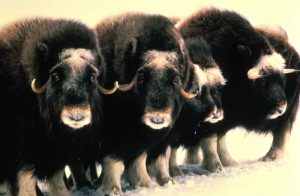 Musk oxen (4) lined up.