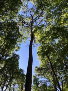 American elm in Wisconsin. A view up the trunk.