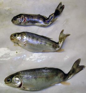 Three juvenile rainbow trout deformed by whirling disease.