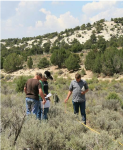 Three field researchers measure sagebrush p;ant community features using line intersect sampling.