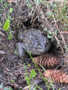 Western Toad (Anaxyrus boreas) using a small mammal burrow.