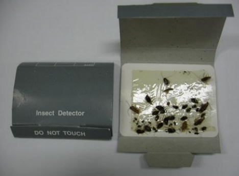 Insect detector