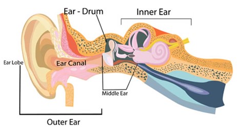 Parts of the ear