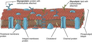 A scientific diagram of the many parts of a functioning membrane in a modern cell. The double lipid layer is visible, represented by molecules with large circular heads that point out and squiggly tails that point in. There are a number of proteins embedded in the membrane.