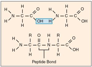 On the top are two stick and letter representations of two amino acids. The O H and H atoms that will become the bond are highlighted. On the bottom are the two amino acids bonded together into a single molecule.