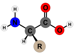 The chemical structure of an amino acid, with different atoms labeled in different colors.