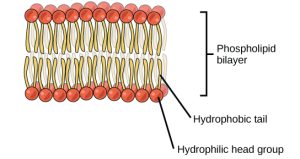 A diagram of a double lipid layer. The lipid molecules are represented as orange circles (hydrophilic) with squiggly yellow tails (hydrophobic). There is a top layer where all the orange heads are pointed up and the yellow tails pointed down, and a bottom layer where the orange heads are pointed down and the yellow tails are pointed up.