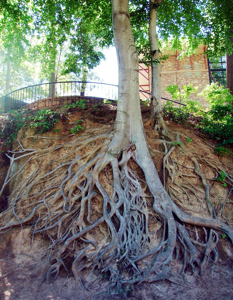 Deciduous tree on the side of a cliff with visible roots. This image shows that behavior can also be seen or unseen.