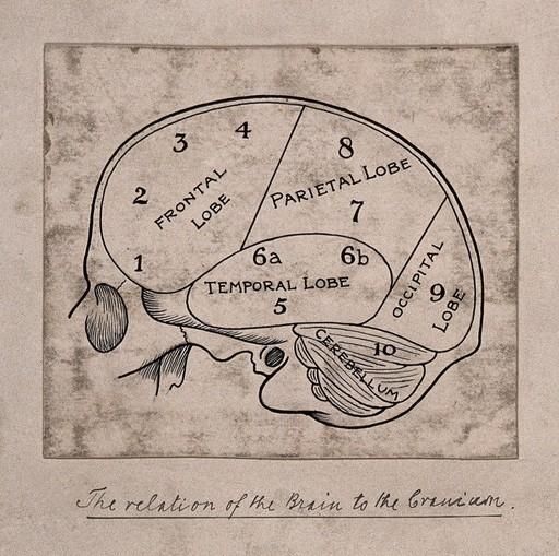 Drawing of the brain broken up and labeled with cerebellum, frontal, parietal, temporal and occipital lobes.