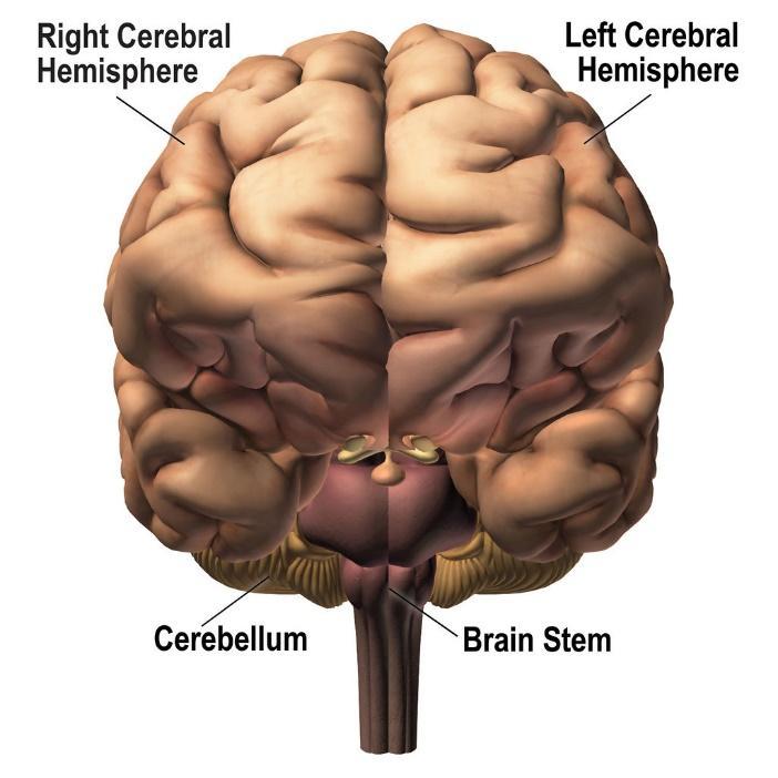 Front view of a brain with parts labeled: Right Cerebral Hemisphere, Left Cerebral Hemisphere, Cerebellum, Brain Stem.