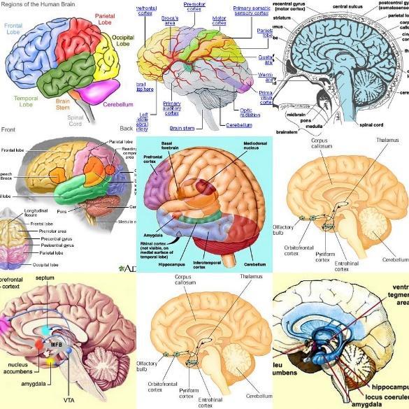 Chart with 9 brains all labeled with parts.