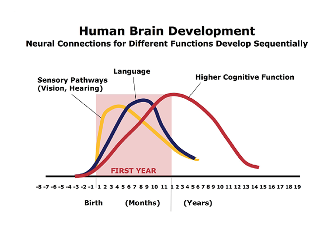 Graph showing that pathways for sensory, language and higher cognitive function develop and are pruned at different rates.  Early experiences influence how strong the circuits are while genetics impact timing.