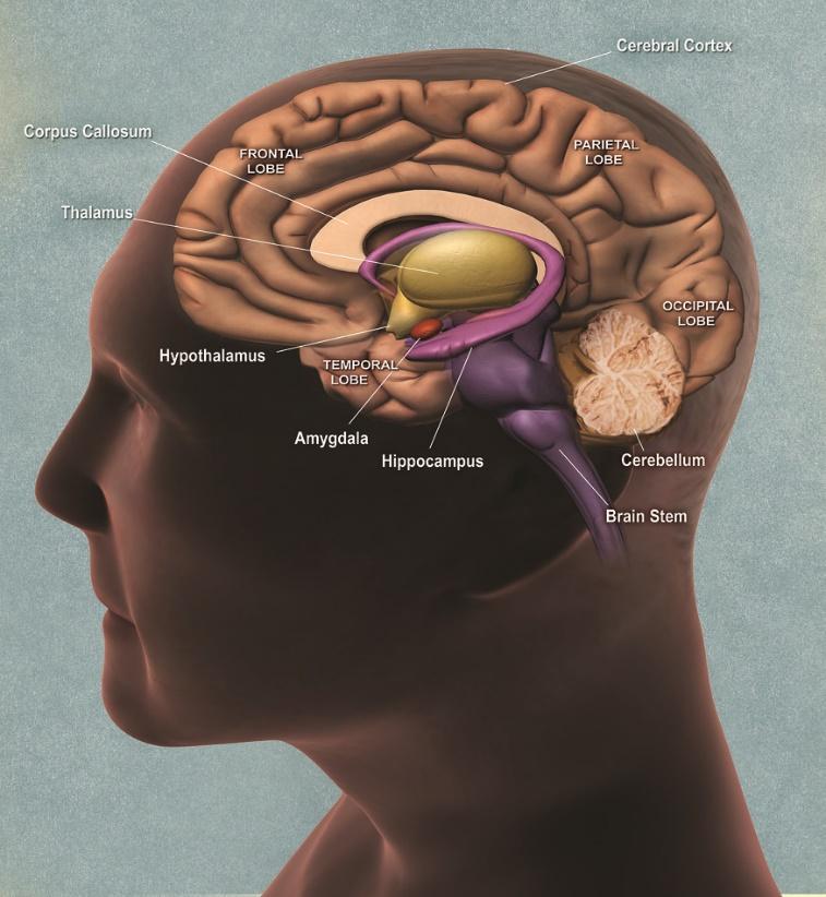 Picture of human head with brain showing and parts labeled.