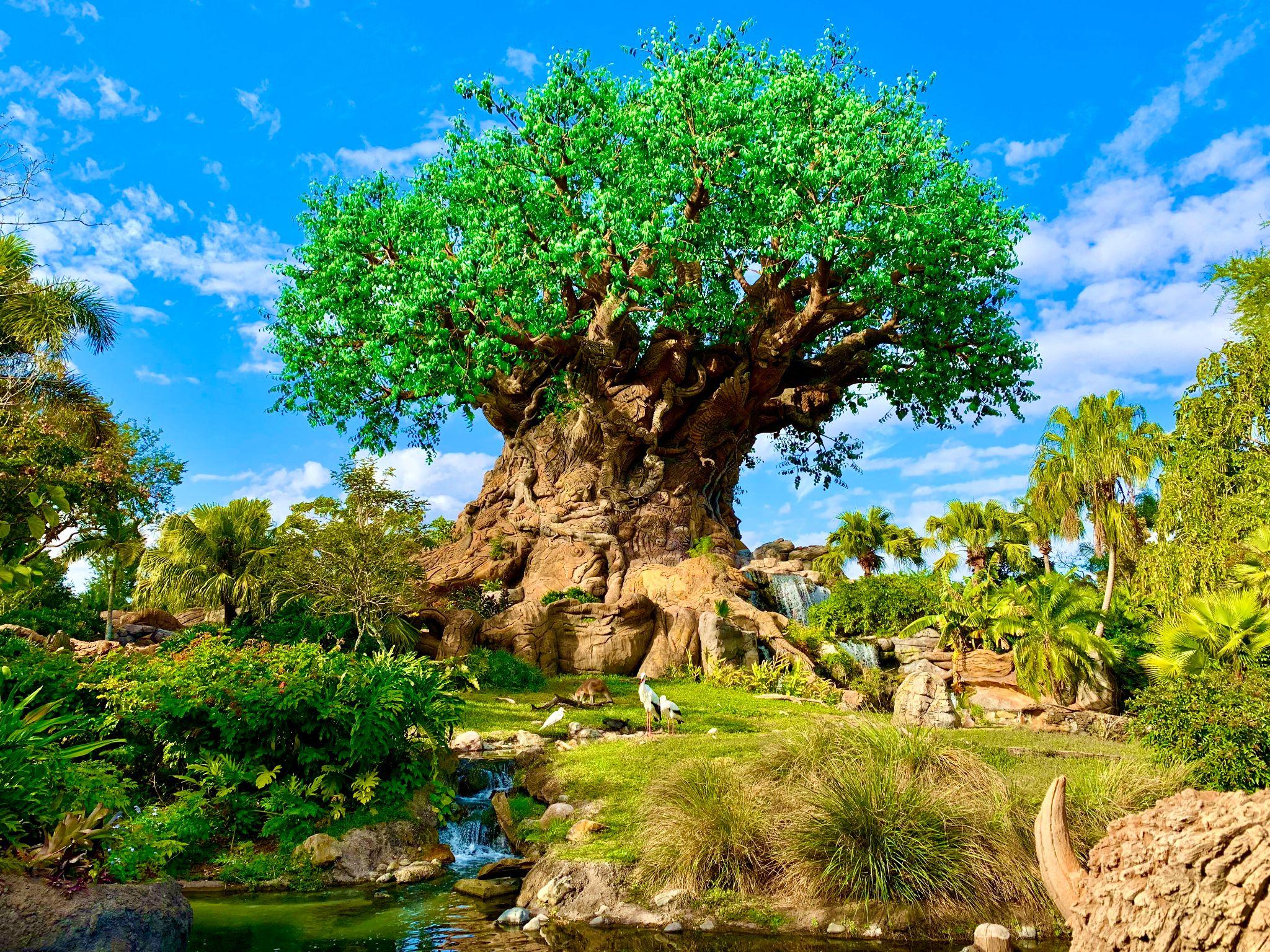 A wide-trunked baobab tree stands amongst idealistic green and lush vegetation.