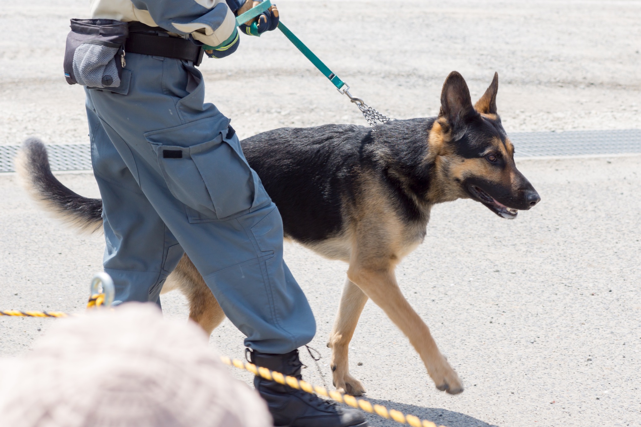 A search and rescue dog and handler in the UK.